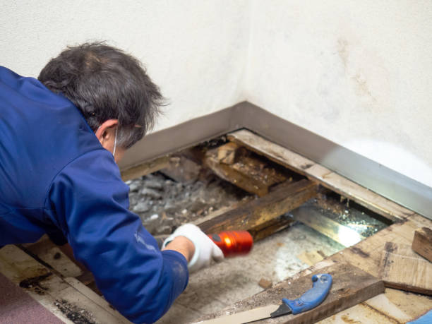 Best Attic Mold Remediation in Lockwood, MT