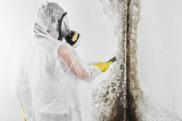 Best Attic Mold Remediation in Lockwood, MT